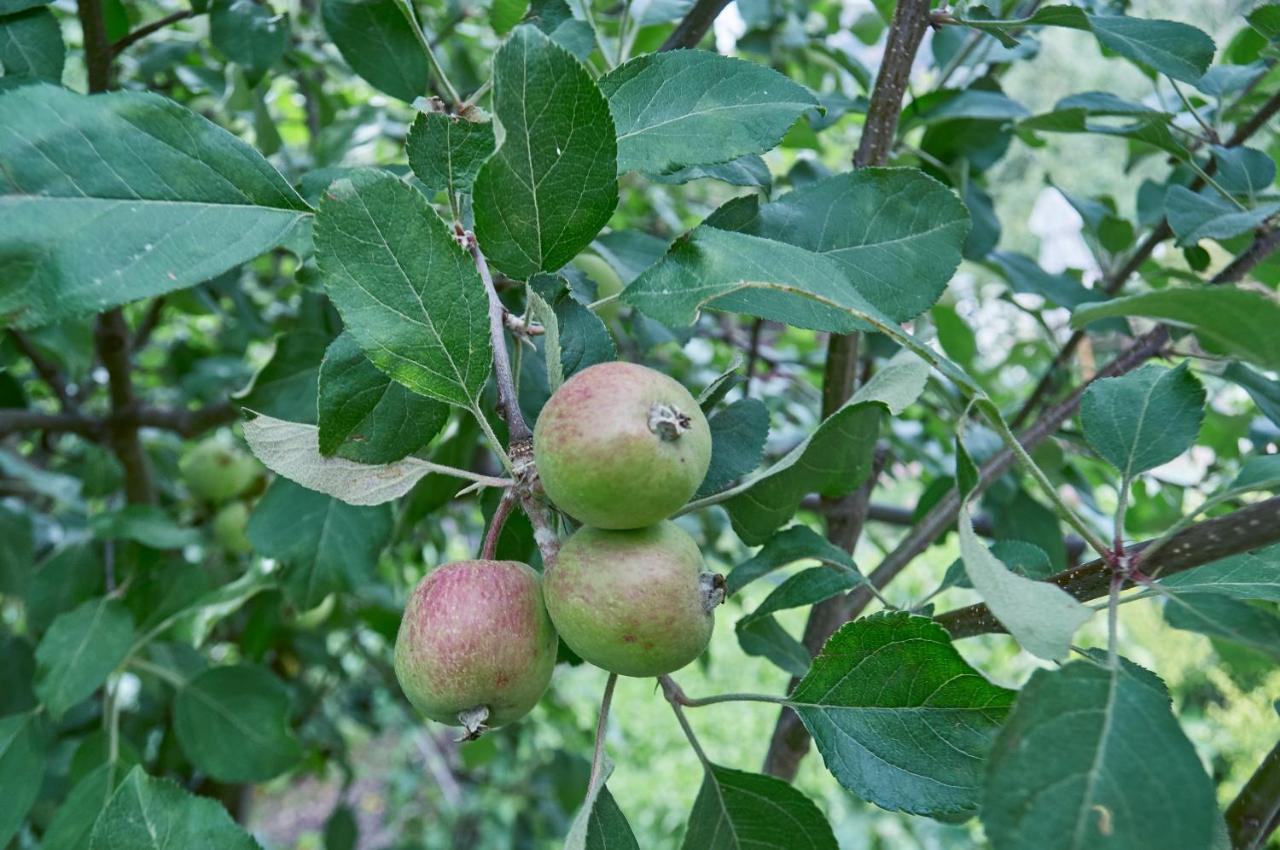 كلارينس Forest Lane المظهر الخارجي الصورة